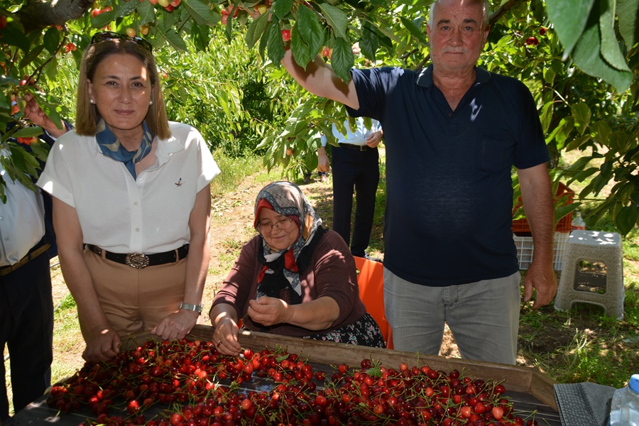 Kaymakamımız Kiraz Bahçesindeki Çiftçilerle Buluştu